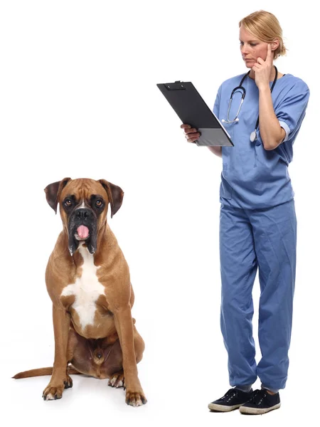 Médico Veterinário Com Cão Fundo Branco — Fotografia de Stock