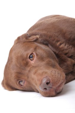 Beyaz arka plan üzerinde poz güzel köpek