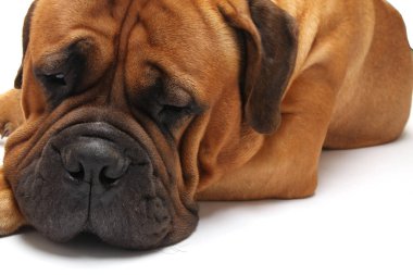 Beyaz arka plan üzerinde poz güzel köpek