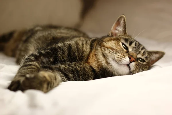 Gato Deitado Cama Casa — Fotografia de Stock