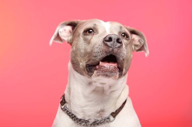 Güzel köpek, pembe arka plan poz