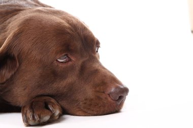 Beyaz arka plan üzerinde poz güzel köpek