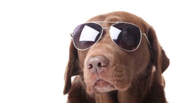 Güzel köpek gözlükte poz 