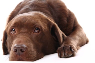 Beyaz arka plan üzerinde poz güzel köpek