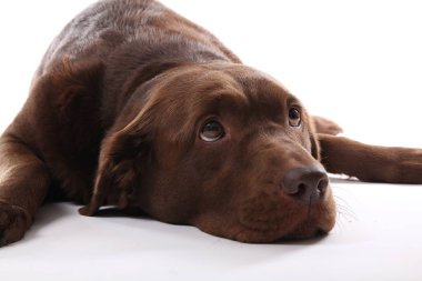 Beyaz arka plan üzerinde poz güzel köpek