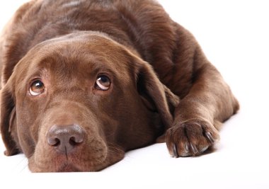 Beyaz arka plan üzerinde poz güzel köpek