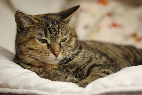 Kat Liggend Bed Thuis — Stockfoto