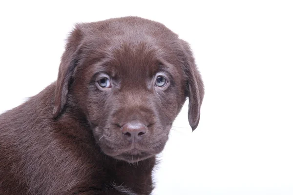 Mooie Gelukkige Hond Een Witte Achtergrond — Stockfoto