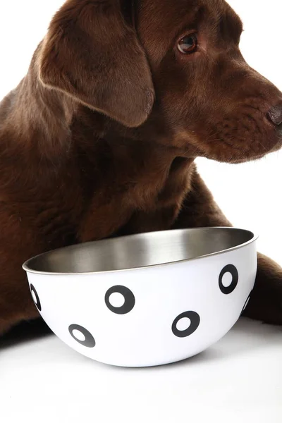 Красивая Собака Ест Пищу Миски — стоковое фото