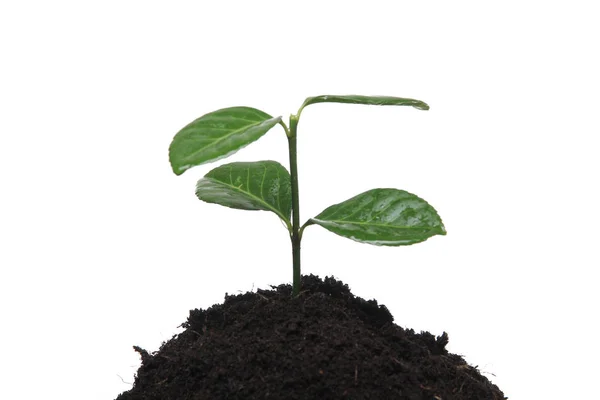 Green Plant Ground White Background — Stock Photo, Image