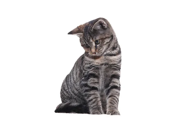 Katt Som Poserar Vit Bakgrund — Stockfoto