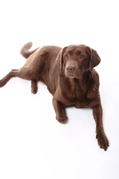 Schöner Hund Posiert Auf Weißem Hintergrund — Stockfoto