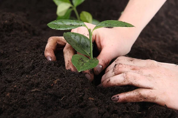 Frau Pflanzt Eine Grüne Pflanze Die Erde — Stockfoto