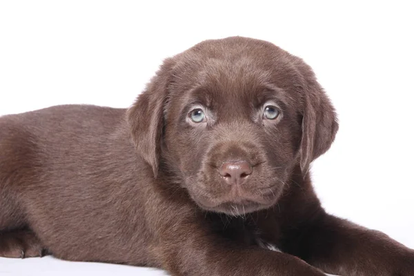 Bellissimo Cane Felice Uno Sfondo Bianco — Foto Stock