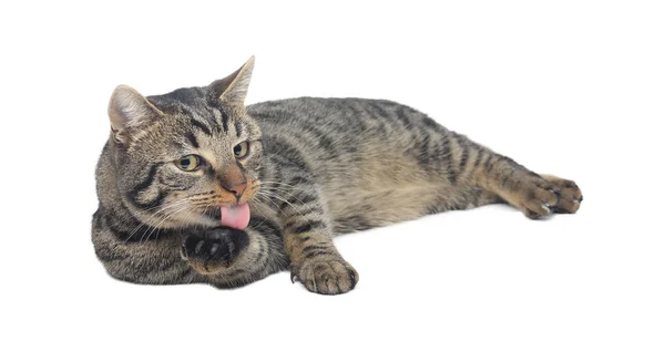 Gato Acostado Sobre Fondo Blanco — Foto de Stock