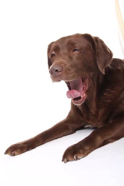 Bonito Cão Posando Fundo Branco — Fotografia de Stock