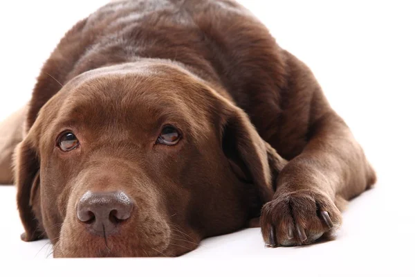 Beyaz arka plan üzerinde poz güzel köpek