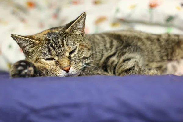 Kat Liggend Bed Closeup — Stockfoto