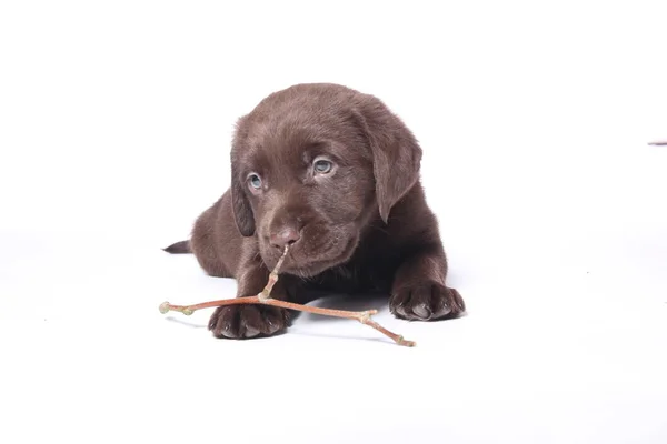 Schöner Hund Posiert Mit Ast Auf Weißem Hintergrund — Stockfoto