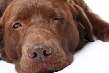 Beyaz arka plan üzerinde poz güzel köpek