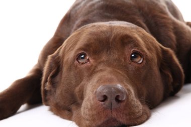 Beyaz arka plan üzerinde poz güzel köpek