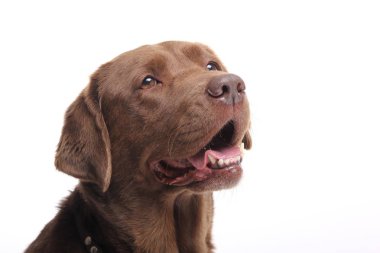 Beyaz bir arka plan üzerinde güzel mutlu köpek