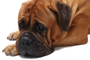 Beyaz arka plan üzerinde poz güzel köpek