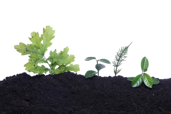 Green Plants Growing Earth — Stock Photo, Image