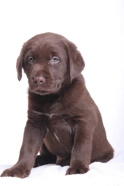 Schöner Glücklicher Hund Auf Weißem Hintergrund — Stockfoto