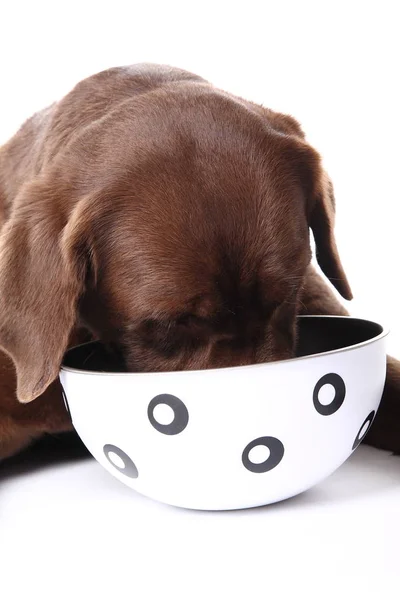 Красивая Собака Ест Пищу Миски — стоковое фото