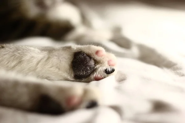 Katt Liggande Sängen Hemma — Stockfoto