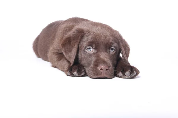 Vacker Hund Poserar Vit Bakgrund — Stockfoto