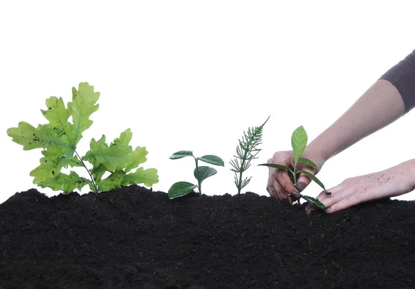 Woman Plants Green Plant Earth — Stock Photo, Image