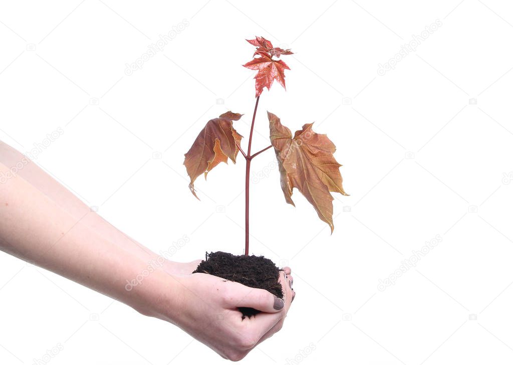 Plant in ground on white background