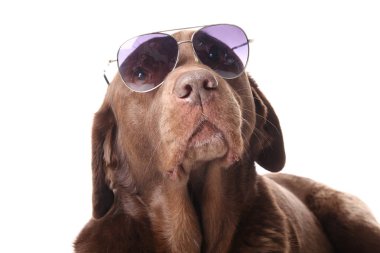 Güzel köpek gözlükte poz 