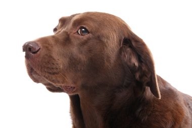 Beyaz arka plan üzerinde poz güzel köpek