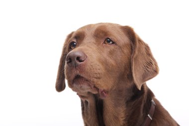 Beyaz arka plan üzerinde poz güzel köpek