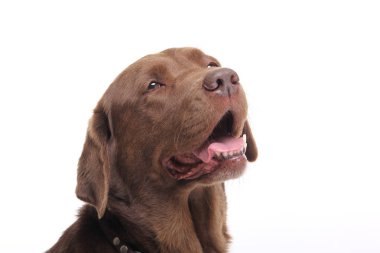 Beyaz bir arka plan üzerinde güzel mutlu köpek