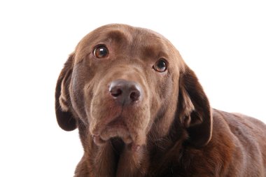 Beyaz arka plan üzerinde poz güzel köpek