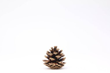 Beyaz arka planda orman konisi