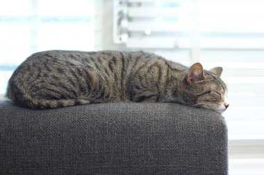 Kedi evdeki kanepede uzanıyor.