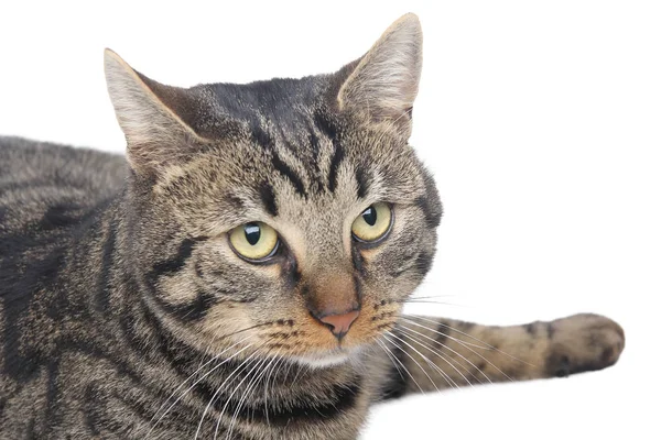 Gato Acostado Sobre Fondo Blanco — Foto de Stock