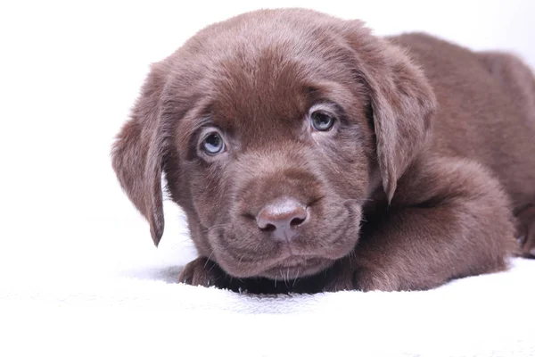 Bellissimo Cane Felice Uno Sfondo Bianco — Foto Stock