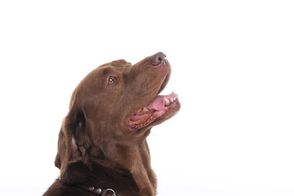 Cão Feliz Bonito Fundo Branco — Fotografia de Stock