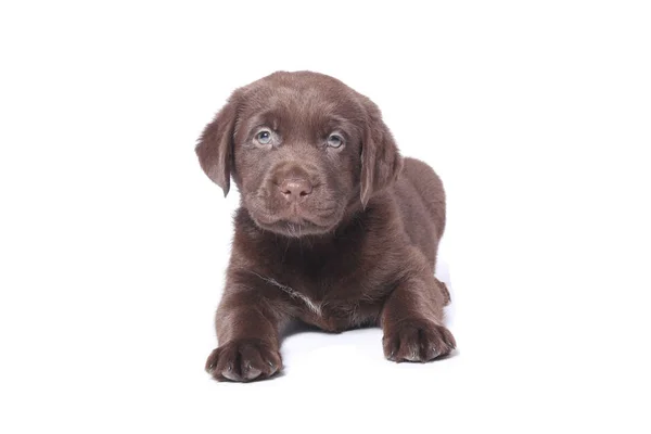 Cão Feliz Bonito Fundo Branco — Fotografia de Stock