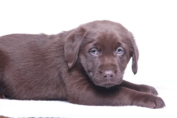 Mooie Hond Die Zich Voordeed Witte Achtergrond — Stockfoto