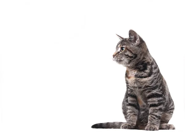 Gato Posando Sobre Fondo Blanco — Foto de Stock