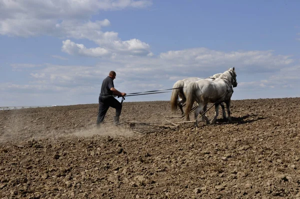 Köylü arazi yetiştirmek için atları pulluklar