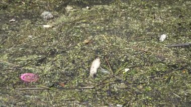 Balık su kirliliği nedeniyle ölmek