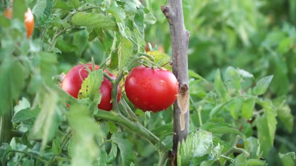 Närbild Hand Plocka Tomat Från Trädgården — Stockvideo